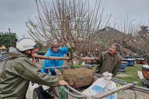 Hà Tĩnh: hoa, cây cảnh rộn ràng xuống phố