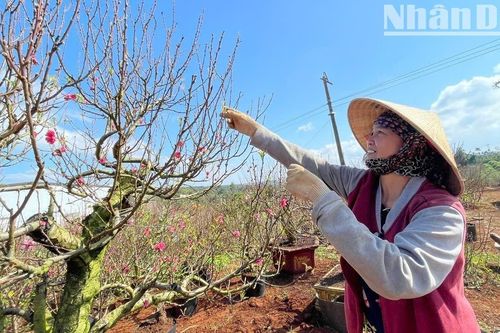Sắc thắm hoa đào ngày Xuân ở 'thủ phủ' Tây Nguyên