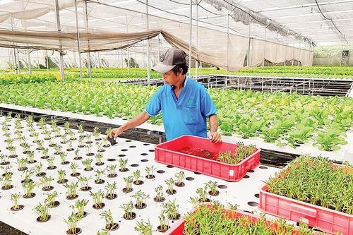 Đẩy mạnh chuyển đổi số trong nông nghiệp