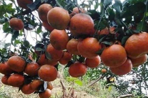 Đặc sản cam bù Hương Sơn sẵn sàng cho Tết Nguyên đán