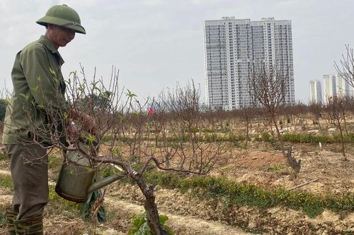 Miền Bắc nguy cơ mất mùa đào