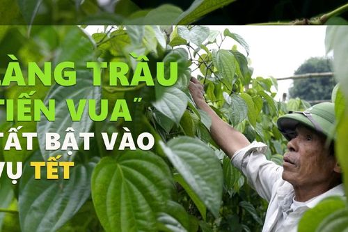 Làng trầu 'tiến vua' tất bật vào vụ tết