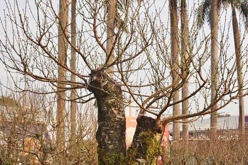 Đào rừng ghép với bích đào 'đổ bộ' phố phường Hà Nội