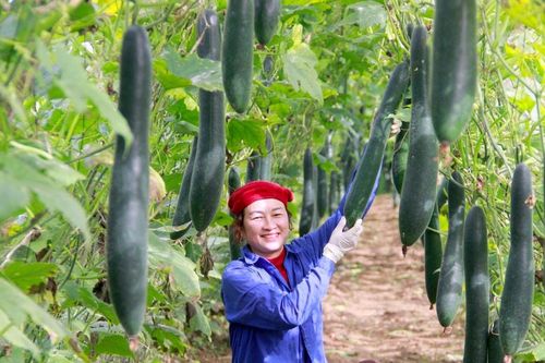Bí xanh Anh Sơn được giá dịp cận Tết