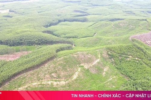 Hà Tĩnh 'khởi động' mục tiêu trồng 9.000 ha rừng sản xuất