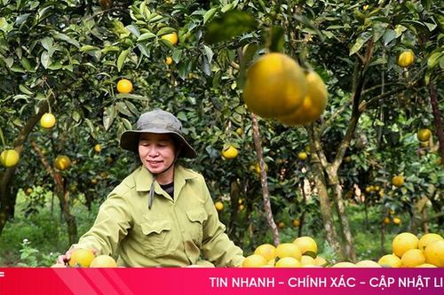 'Thủ phủ' cam giòn Hà Tĩnh vào vụ Tết, ước thu 60 tỷ đồng
