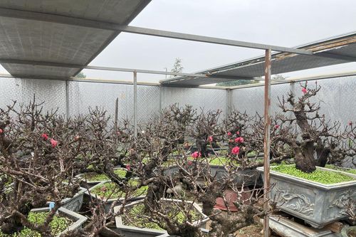 Gìn giữ giống đào cổ thất thốn ở Nhật Tân