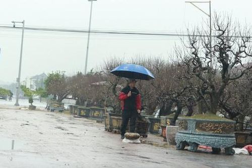 Đào, quất 'trầm lắng', tiểu thương chưa dám nhập hàng về bán