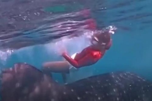 Clip: Cô gái hoảng hốt vì bị cá mập húc khi lặn biển