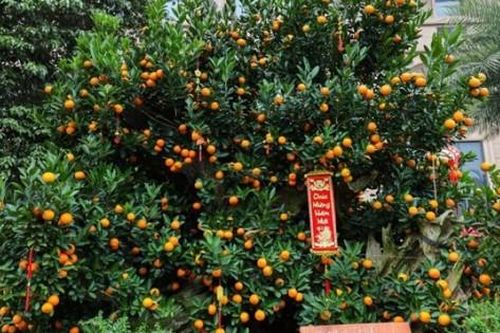 Quất 'khủng' xuống phố Hà Nội, giá hàng trăm triệu đồng mỗi chậu vẫn được mua gần hết