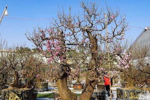 Đào rừng cổ thụ giá hàng trăm triệu dịp Tết Ất Tỵ 2025