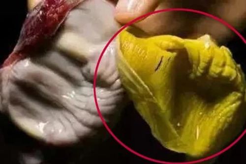 Màng mề gà còn có tác dụng hơn 'thịt gà', chỉ người biết tác dụng mới thấy nó quý hơn 'đông trùng hạ thảo'