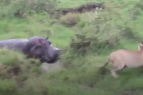 CLIP: Cả gan chọc tức hà mã, sư tử nhận cái kết nhớ đời
