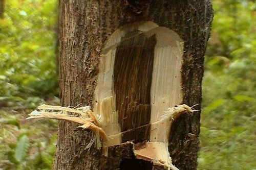 Người đàn ông đi đánh cá nhặt được khúc gỗ lạ gần 3 mét, choàng váng khi biết giá trị thật lên đến 3.455 tỷ đồng