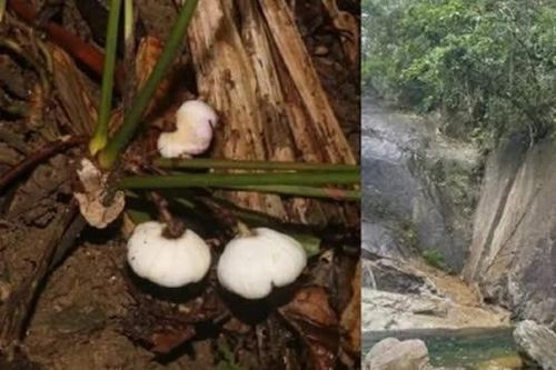 Loài cây siêu đẹp có bề ngoài giống củ tỏi, cả thế giới chỉ tìm thấy duy nhất trên lãnh thổ Việt Nam