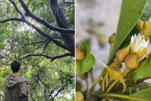 Lần đầu tiên phát hiện 1 nhóm cây Redbud ngoài tự nhiên, loài cây nằm trong sách đỏ có nguy cơ tuyệt chủng