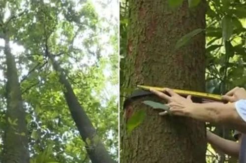 'Thần dược' cực kì nguy cấp lần đầu được phát hiện ở Nam Xuyên: Quần thể chỉ có 20 cây, được bảo vệ nghiêm ngặt