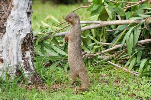 Top loài cầy quý Việt Nam sở hữu: Có loài nghi đã biến mất vĩnh viễn, được cả thế giới cùng bảo vệ