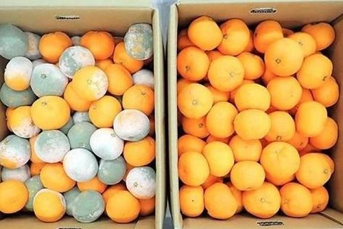 Bước đột phá trong công nghệ bảo quản nông sản