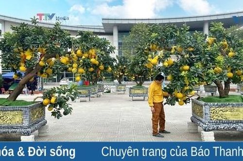 Sắc xuân tràn ngập phố phường