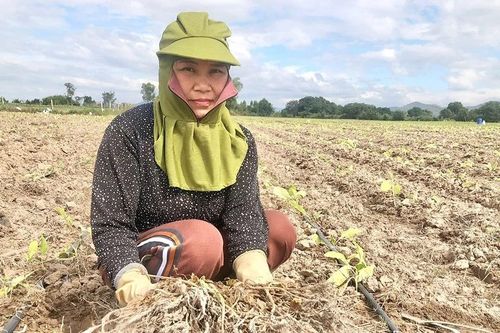 Krông Pa: Người trồng thuốc lá gặp khó vì thời tiết bất lợi