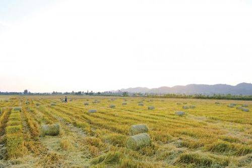 Nhớ mùi rơm rạ