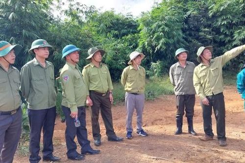 Đam Rông: Quyết liệt quản lý, bảo vệ rừng ngay từ đầu năm