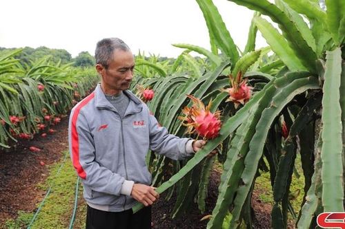 Thanh long ruột đỏ vào vụ Tết
