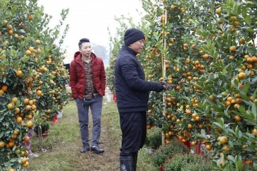 Nhộn nhịp thị trường hoa cây cảnh, giá không nhiều biến động
