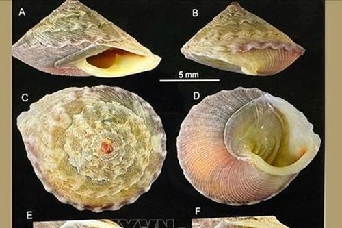 Phát hiện loài ốc mới có tên Việt Nam là 'Ốc nón Sơn Đoòng'