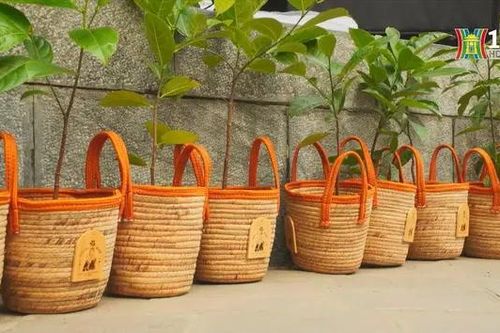 Treebank kêu gọi trồng cây 'tô màu xanh Việt'
