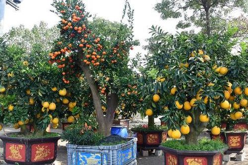 Đào, quất... xuống phố đón Tết Ất Tỵ 2025