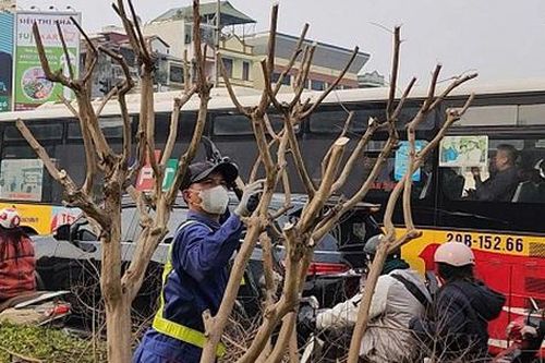 Vì sao hàng cây tường vi bị cắt trơ trụi trên tuyến đường đẹp nhất Thủ đô?