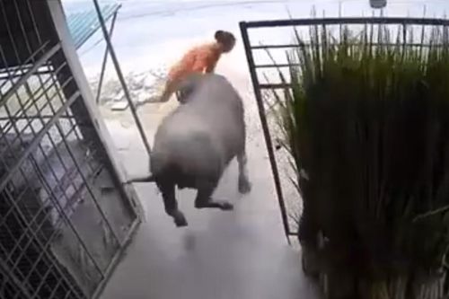 'Trâu điên' húc vợ chồng chủ bị thương