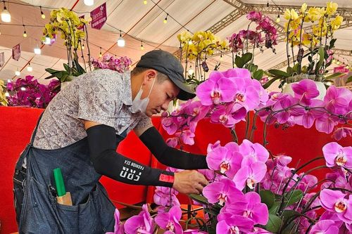 Nghề cắm hoa lan Tết kiếm tiền triệu mỗi ngày