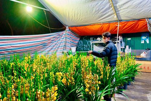 Xuyên đêm trông đào, quất dưới thời tiết giá rét