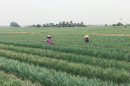 Vùng trồng rau các tỉnh phía bắc hối hả vào vụ Tết