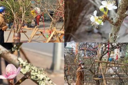 Đào mốc, mận rừng xuống phố đón Tết