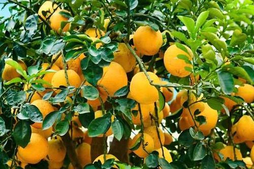 Những gốc bưởi ghép trăm quả chờ khách 'rước' về chơi Tết