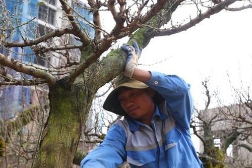 Nhọc nhằn mưu sinh ở vườn đào kiếm nửa triệu đồng mỗi ngày