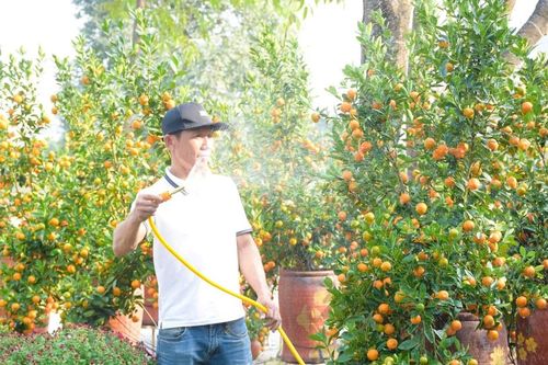 Bưởi, quất chơi Tết đổ về thành phố Vinh ngày một nhiều