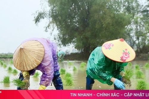 Tháng Chạp, nông dân Đức Thọ ra đồng cấy thuê kiếm tiền triệu