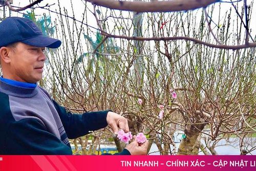 Thời tiết bất lợi, giá đào, quất năm nay có tăng?
