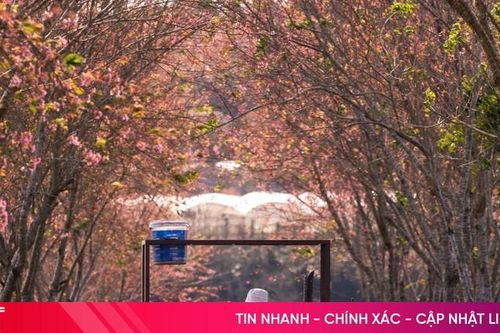 'Săn' mai anh đào nở sớm