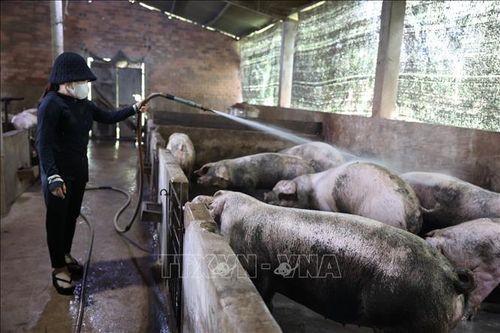 Giá thịt tăng cao, người chăn nuôi có lợi nhuận tốt