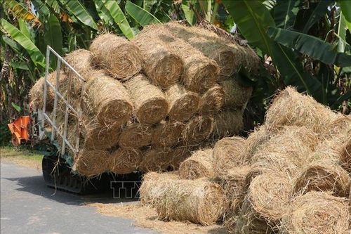 Nhộn nhịp mùa thu mua rơm rạ