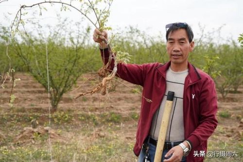 Kiếm 200 triệu/tháng nhờ lên núi 'săn' cây dại