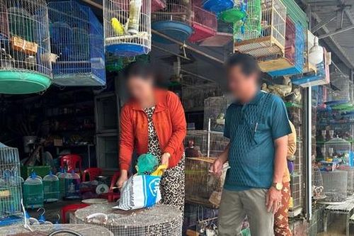 Chim trời 'kêu cứu' giữa đồng bằng