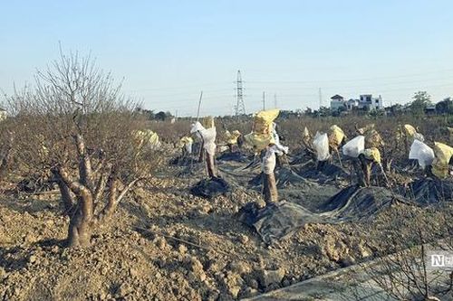 Vùng trồng đào cảnh lớn nhất Hải Phòng đìu hiu trước Tết