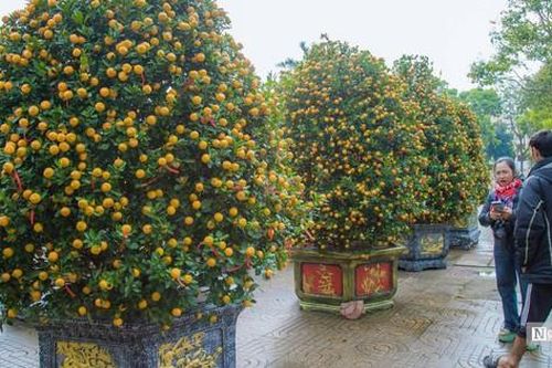 Ngắm cây cảnh 'khủng' tại hội hoa xuân Buôn Ma Thuột